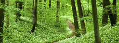 Rainforest Alliance- Seznámení s požadavky standardu
